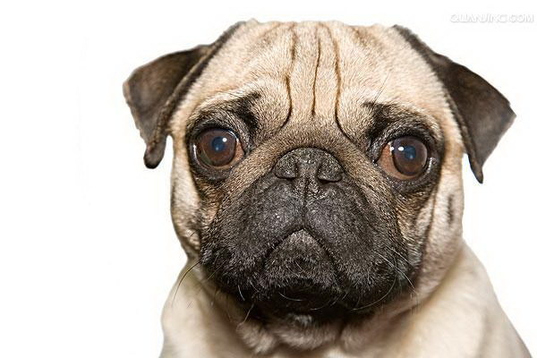 犬の皮膚のフケを挤る簡単で効果的な手順を紹介