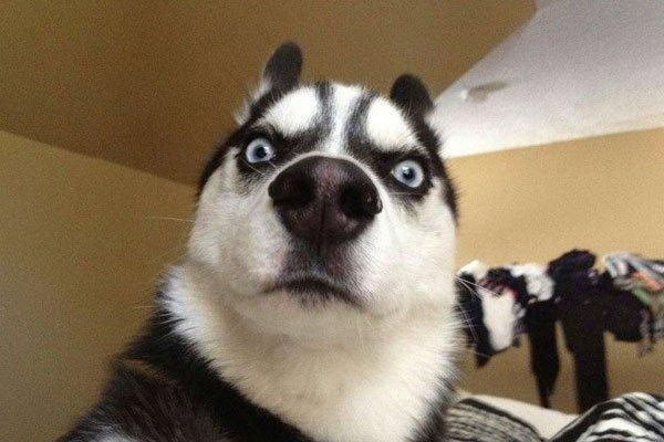犬が里村で鶏肉を食べるのは良いのか