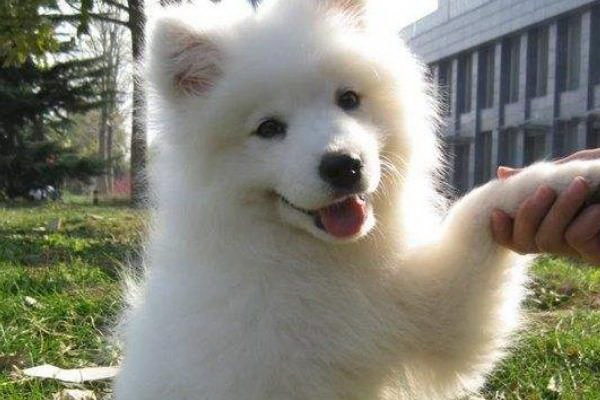 家属区で犬を飼うな理由とは住民の安全と環境保護の視点から考察