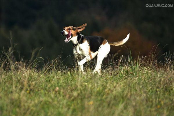 春の落毛の季節を乗り越える愛犬の落毛対策大作戦