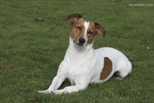 犬が毛を剃られて耳を振る理由とは驚く真相を大暴露