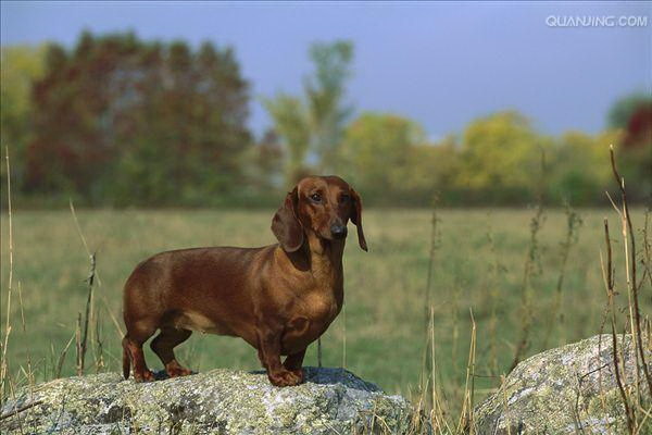 犬用の歯磨き粉で犬の歯を磨くのは良いのか