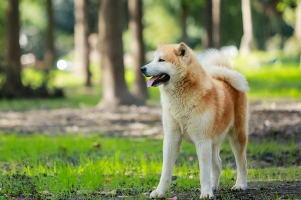 水を飲まない犬はすぐに寝る水分不足の危険性に警鐘