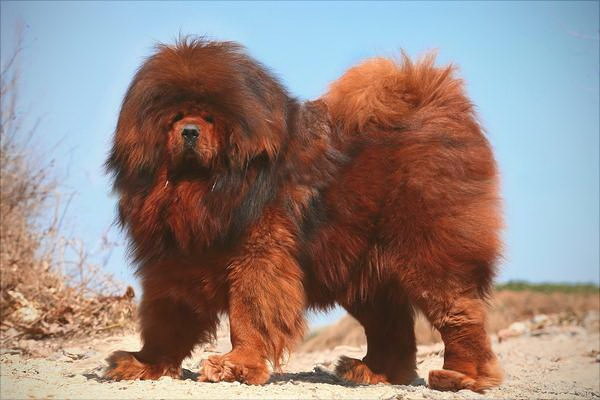 愛犬の消毒软膏の使い方ガイド効果的な消毒ケアのポイントを詳しく解説