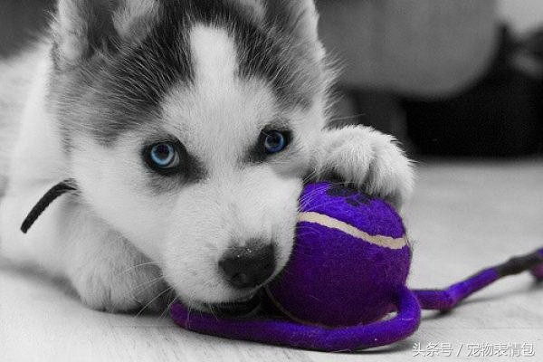 犬に小さな服を買うのは良いことか