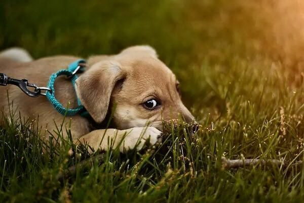 犬の腸胃炎の原因とは詳しく解説