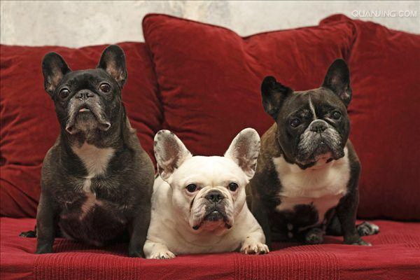 なぜ犬が鼻を鳴らすのか不思議な理由とその意味