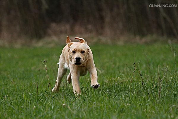 愛犬の招き声に包まれて主人との絆を深める一日