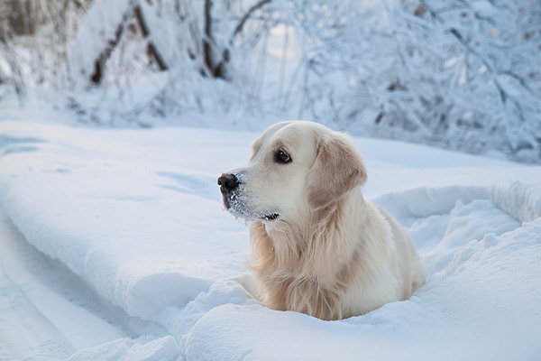 犬が水を飲まずにどうなるのか危険な影響と対策