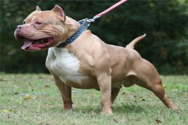 犬が绣球の葉を食べ毒を取った緊急の対処法と予防策を徹底解説