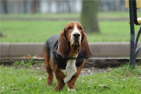 犬が発情していない場合でも妊娠する可能性について詳しく見ていきましょうまず犬の繁殖に関する基本的な知識を押さえることが大切です
