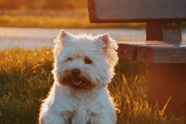 犬が下痢している時外に出るのは安全ですか