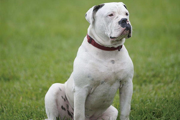 黑麦燕麦片犬にやさしい栄養源犬が食べられるかの検証