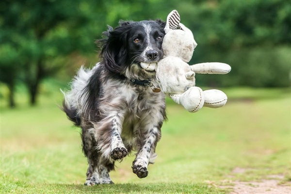 毛むくじゃらの心配なし毛が落ちない犬の種類を大紹介
