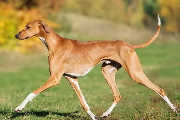 犬の卵磷脂の効果とは健康と美しさをサポートする栄養素の魅力