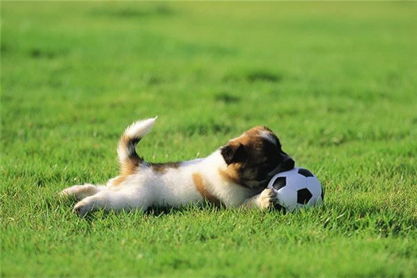 愛犬に樟脳黄酸ナトリウムを投与効果と注意点を詳しく解説