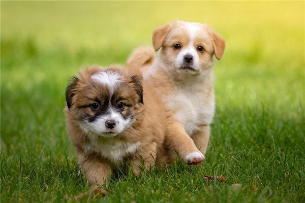紙芝居で可愛い犬の顔を描く簡単ガイド