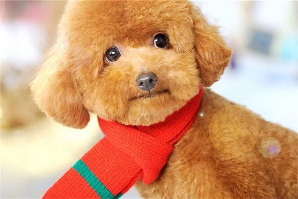 夢で道边に繋がれた犬を見たその意味とは