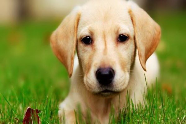 妊娠中の犬の対応方法とは妊娠犬の世話と健康のアドバイス