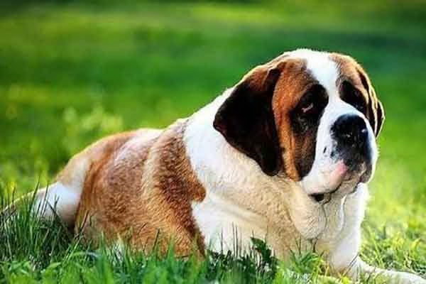 小さな犬が書くことを知らない物語