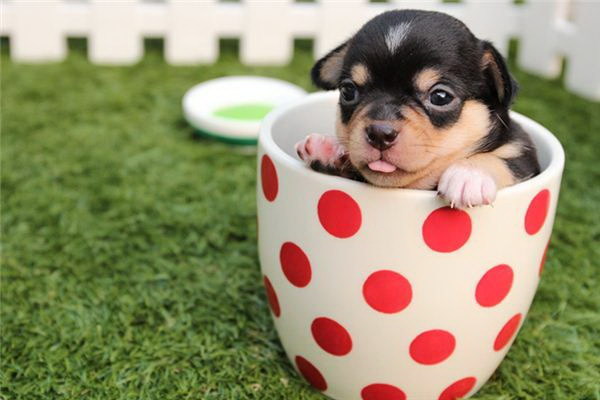 母犬が即日出産する前に毛をカットして大丈夫なの