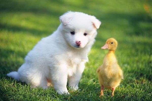 毛長さが驚異的な犬毛の長さで競う愛犬たちの魅力
