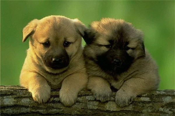 なぜ犬が小さなパンダ猫を噛まないのか温かい絆の物語