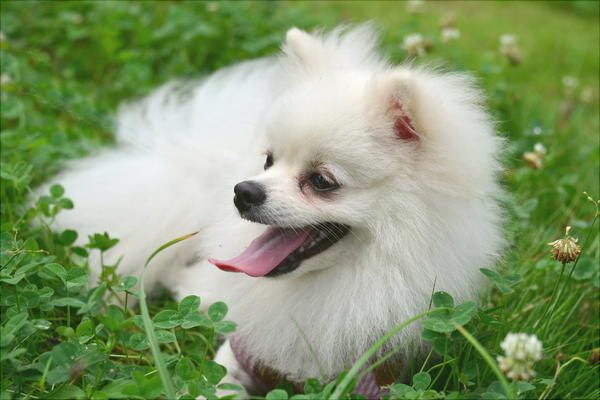犬の成長を止める方法とは効果的な手順と注意点を詳しく解説
