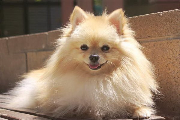 緊急高速道路に放された犬の対処法とは危険回避のヒントを徹底解説