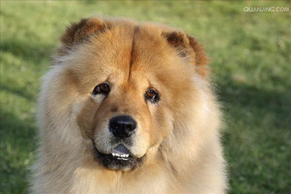 愛犬が守る一人いかに犬は人を守るのか