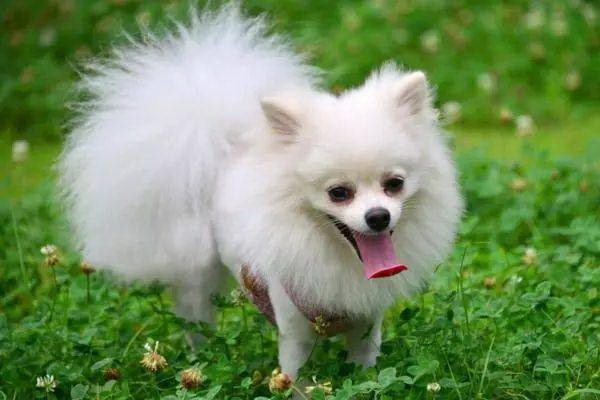 犬が遊ぶ時に噛むのはなぜ犬の遊びの性質と意図を探る