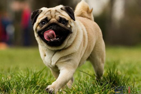 なぜ犬が人にくっついて震えるのか感情と身体の語るメッセージ