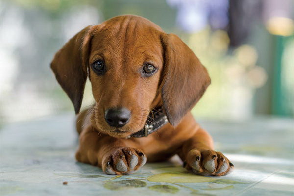 犬が頭を舐める意味とは愛情の表現に変わる理由を探る