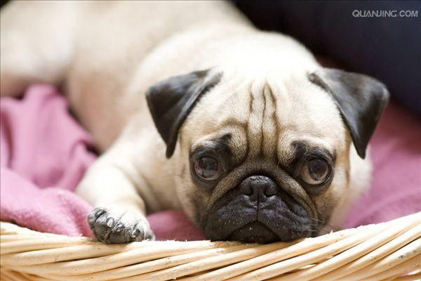 犬が下痢と嘔吐してるのは風邪のせい原因と対策を詳しく解説