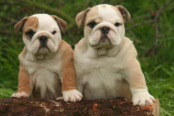 小さな伴侶の心温まる送別家に帰る主人を見送る愛犬の物語