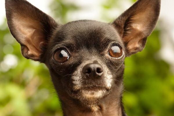 骨折した犬の足をどうする快適なリハビリ方法を詳しく解説