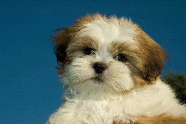犬の噛み砕きが原因で虫歯になる理由とは