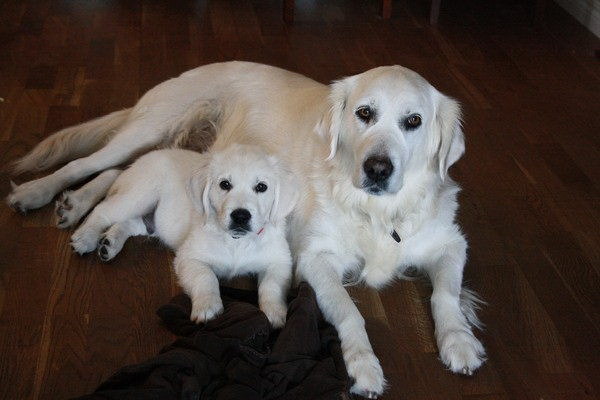 愛犬との生活を彩る犬舎風おうちのインテリアデザイン