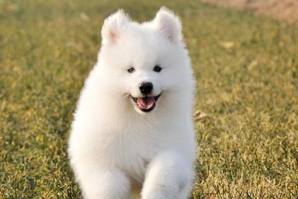 笑顔満点ネットで話題の面白い犬の名前集め