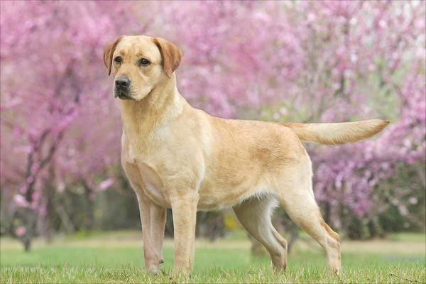 犬の鼻に血点があると飼い主はすぐに心配になることでしょうこの記事では犬の鼻に血点が現れる理由とその対策について詳しく解説します
