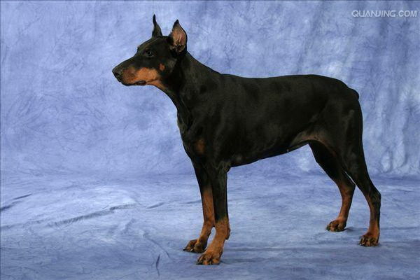 犬は豚の内臓を食べるのを許可するべきか