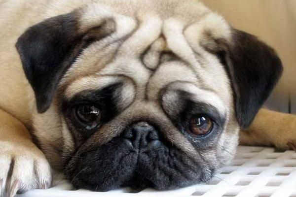 犬が家に来たら放し飼いは良かっただろうか