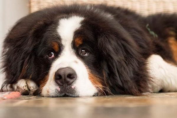 愛犬の美しい被毛を守る特別な护毛套の効果と選び方