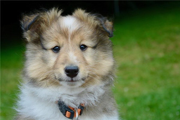 なぜその犬が屁を吹く屁の多さの理由を探る