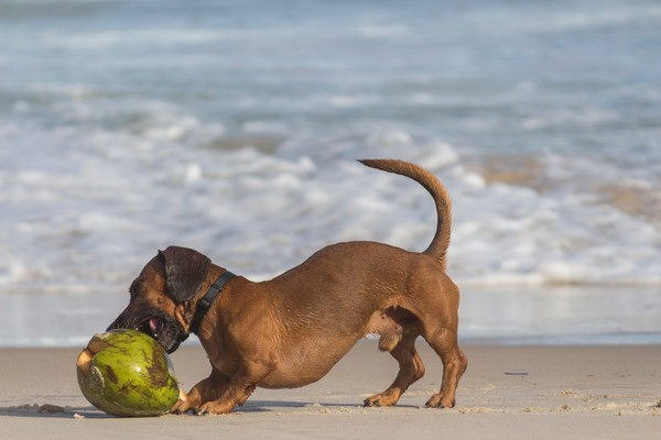 愛犬が湯に煮込まれて切ない涙と深い悲しみの物語