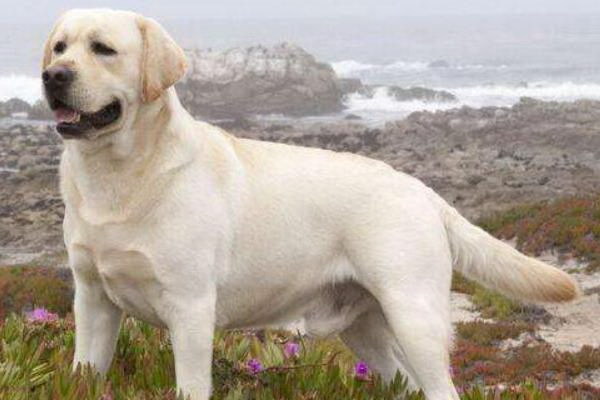 犬のアナスの毛は切るべき 肛門周辺の毛の処理について