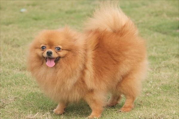 ペットの犬を飼う際の消毒環境の基準とその重要性