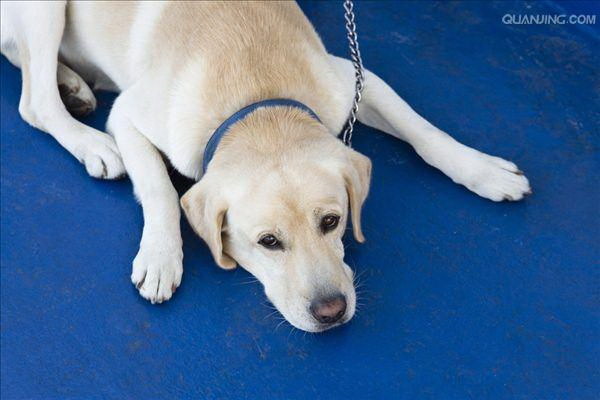 足が長く毛が乱れ狂う犬の魅力とは
