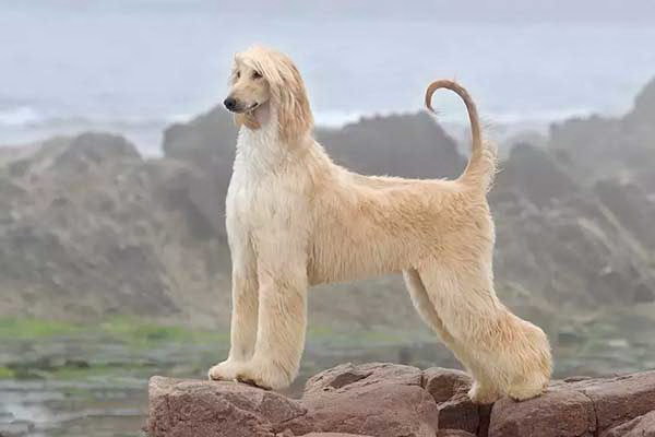 猫背で立ち寝る犬の愛らしさと理由とは