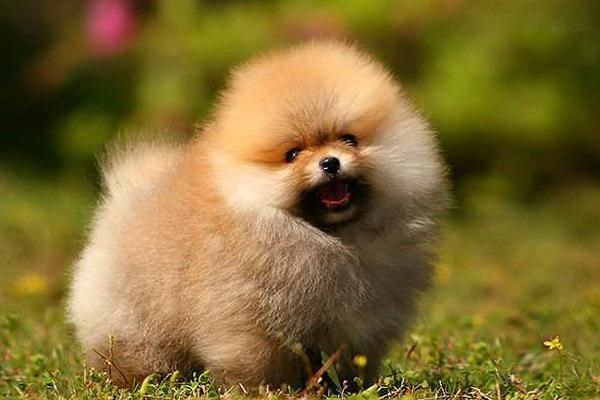 犬は手拉し卵麺を食べられる飼い主の知識不足が問題に